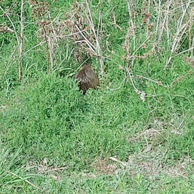 ヌートリアの画像