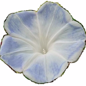 夏のしっぽ。の画像