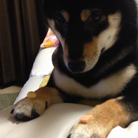 雪動画。の画像