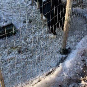 最近お問い合わせが多い子の画像