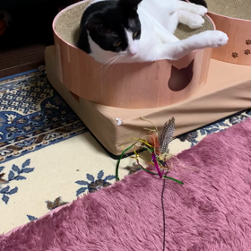 飽きないオモチャはないものかの画像