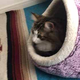 フォンちゃんハウスの画像