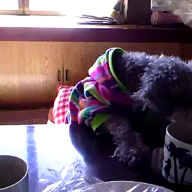 最近またまたの画像