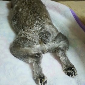 土砂降りの画像