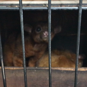 キンカジューの画像