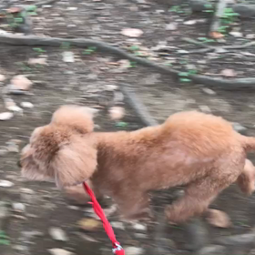 ♪お散歩動画♪代々木公園♪の画像