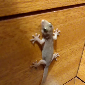 ヤモリさんの画像