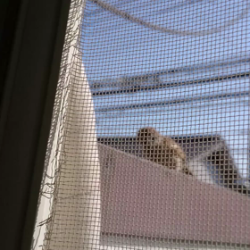 ちゅんちゅんちゅん。の画像