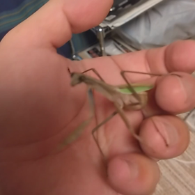 我が家のカマ子の画像