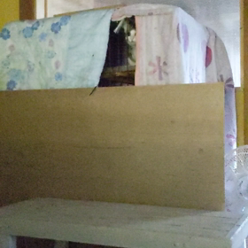 飼い主さんから預かる子猫の日々の画像