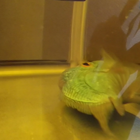 消化不良の画像