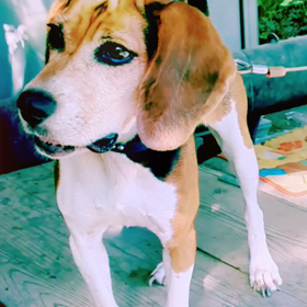 今日のちょこちゃんの画像