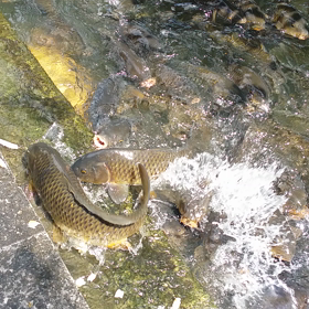 鯉の大群の画像