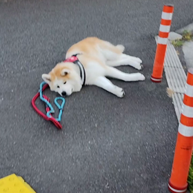 連日の酷暑、早朝と言えども蒸し暑い。未来丸は休み休みでも着実に前進。どんなにダラダラとゴロ寝しての画像