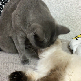 仲良しネコ②の画像