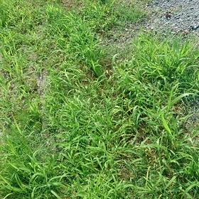 故郷の景色 3【田園風景】☆の画像