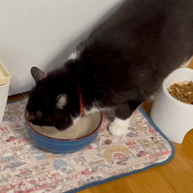 クロちゃん♀の画像