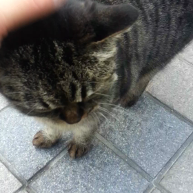 しまちんの画像