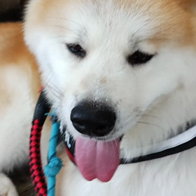 今朝は第三日曜日、髙松海岸清掃作業の日。天気も最高❗本来なら未来丸と一緒に飼い主も行くところ。日の画像