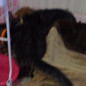 5ニャンズお引越しの画像