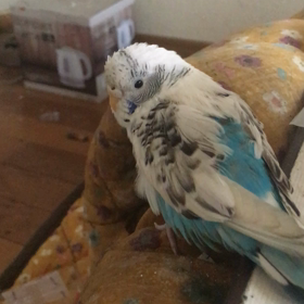 セキセイインコピノちゃんの画像