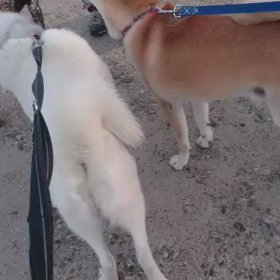 ロワくんのおコメの画像