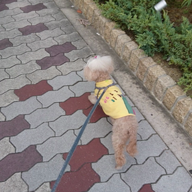 サラ軽やかに散歩の画像