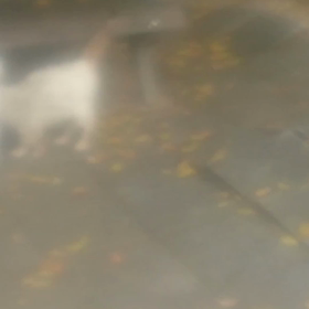 お知らせの画像