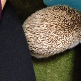 たぬさん、トンネルを通ったら？の画像