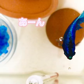 後ろからのエサもパクっ！の画像