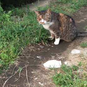 ”わたしって 、やっぱりネガティヴ”の画像