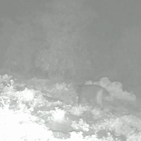 すぎぴたんの事件簿シーズン3　160話（お久しぶりの猫ᓚᘏᗢ ）の画像