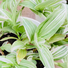 介護記録１１５（パニック）の画像