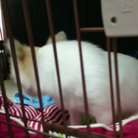 威風堂々の画像