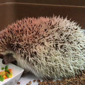 178日目歯周病で元気がないの画像