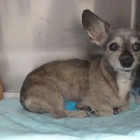 ティアラ、17日午後の面会の画像