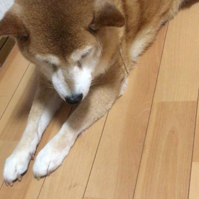 寝てる(^_^;)の画像