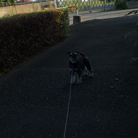 ラキの尻尾の画像