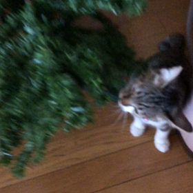 何故だか今日も忙しくて…えーやばい！猫アレルギー！！の画像