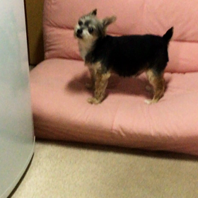 フェノバール国の国王の画像