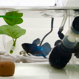 スカイちゃんエサ必死の画像