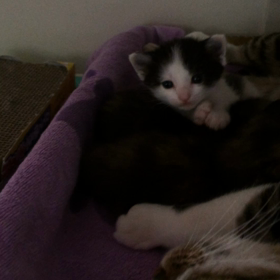 肉球にむしゃぶりつく生後20日の画像