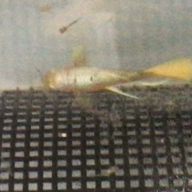 グッピー 産仔の画像