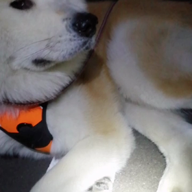 未来丸今朝も元気に散歩終了❗やっと「散歩が好きなんだ❗」と気がついたみたい。日曜の朝散歩の超の画像