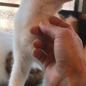 まめこちゃん❤️の画像