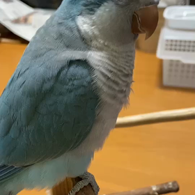 アピール全開の画像