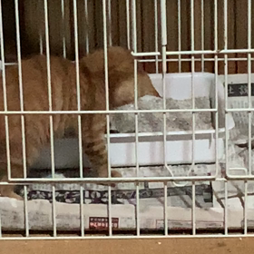 こりゃ大変の画像