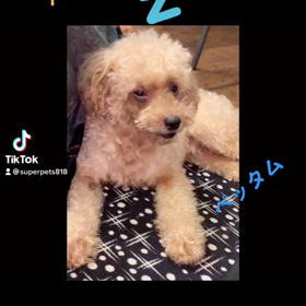 【 TikTok 】と愛犬の画像