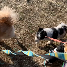 2月24日11わんこと2時間遠足　　代々木公園の画像