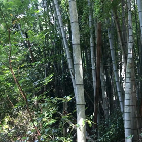 今日は山の日の画像